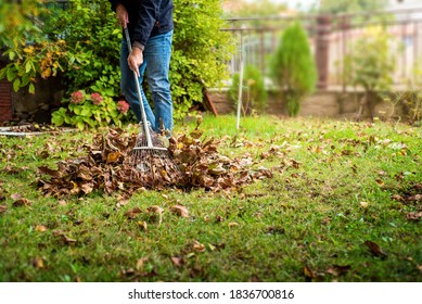 Man Collecting Fallen Autumn Leaves In His Backyard. Fall Season Home Work And Improvements