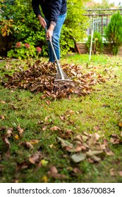 Man Collecting Fallen Autumn Leaves In His Backyard. Fall Season Home Work And Improvements