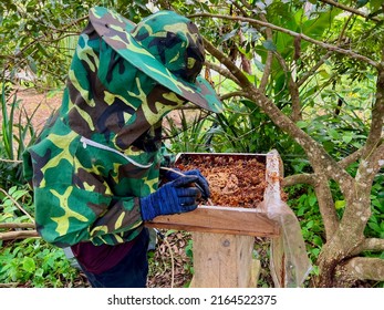Un homme ramassant un miel d'abeille de Kelulut dans la ruche