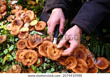 Man collects edible mushrooms - honey mushrooms. Autumn mushroom picking in the forest.