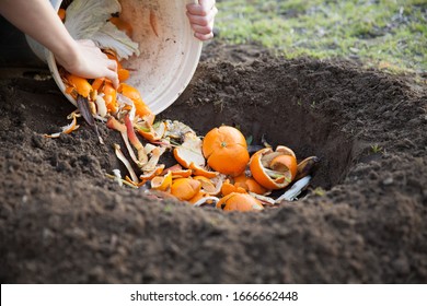 Man Composting Vegetable And Fruits Peel