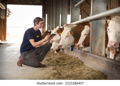 Man with cows in freestall barn. Full length. Profile view. 
