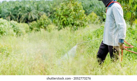 Man Crop Spraying Grass Field In The Durian Farm Field With Chemical Killer Plant.Farmer Spraying Pesticide.Herbicide, Agriculture Chemicals, Farm With Worker In Thailand.Grass Killer.sprayer Crop.