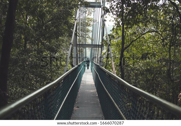A man crossing a\
narrow hanging bridge surrounded by trees. Forest bridge. Mt. Faber\
Park in Singapore.