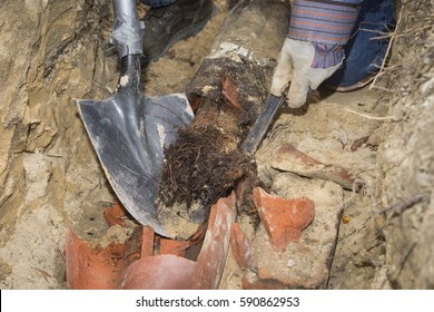 Man crouching in trench and shovel showing an old terracotta sewer line broken open to reveal solid tube invasive tree roots 