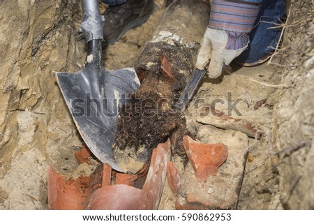 Man crouching in trench with shovel showing an old terracotta sewer line broken open to reveal a solid tube of invasive tree roots.