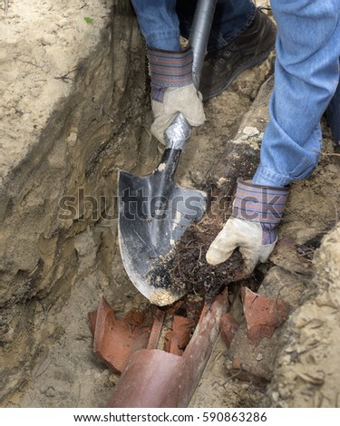 Man crouching in trench with shovel showing an old terracotta sewer line broken open to reveal a solid tube of invasive tree roots.