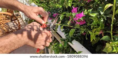 Man cuting the flowers and leafs in balcony Stok fotoğraf © 