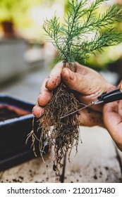 Man Cuts Bonsai Seedling Roots With A Scissor, Replant And Care