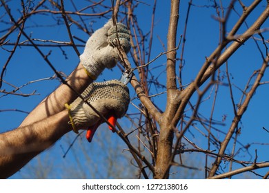 A Man Cuts A Branch With A Pruner