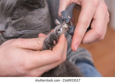 A man cuts the claws of a young gray cat with a claw cutter. Chartreuse resists. - Shutterstock ID 2160923517