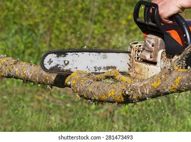 Man Cuts A Fallen Tree.