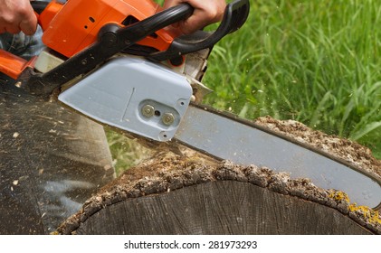 Man Cuts A Fallen Tree.