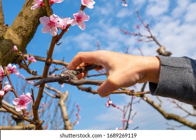 Man Cuts Fruit Trees. Seasonal Spring Garden Work