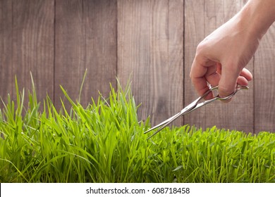 Man Cuts Grass For Lawn With Scissors, Fresh Cut Lawn