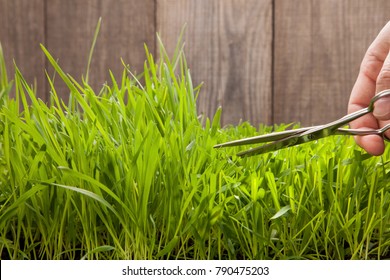 Man Cuts Grass For Lawn With Scissors, Fresh Cut Lawn