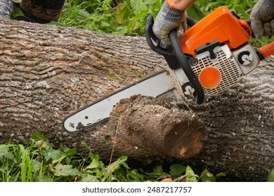 A man cuts a tree with a chainsaw. Orange chainsaw. Sawdust is flying in all directions from the chainsaw. cutting wood with a motor saw