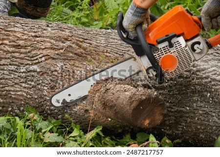 A man cuts a tree with a chainsaw. Orange chainsaw. Sawdust is flying in all directions from the chainsaw. cutting wood with a motor saw