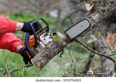 A man cuts a tree with a chainsaw. Pruning trees. - Powered by Shutterstock