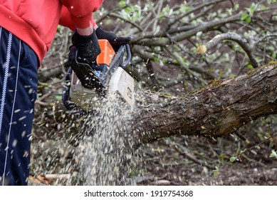 A Man Cuts A Tree With A Chainsaw. Pruning Trees.