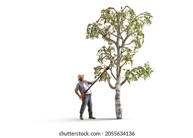 Man Cutting Brunches On A Birch Tree With An Electric Tree Pruner Isolated On White Background