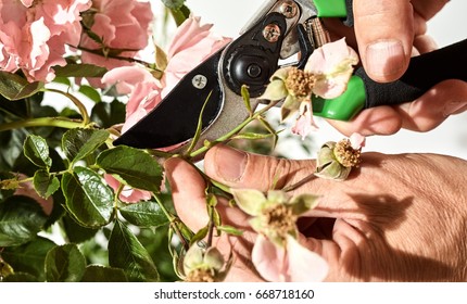 Man Cutting Dead Flowers Of A Rose Bush With Pink Blooms In His Garden Using A Pair Of Pruning Shears In A Close Up View Of The Blades Around A Fresh Green Stem And His Hands