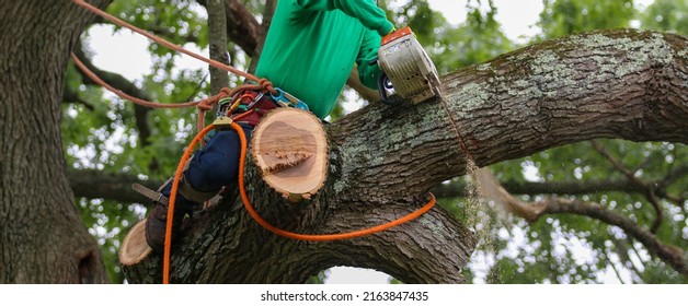 Man cutting down a tree sitting on a large tree branch while using a chainsaw close up. - Shutterstock ID 2163847435