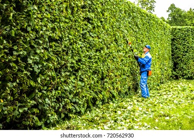 Man is cutting hedge in the park. Professional gardener in a uniform cuts bushes with clippers. Pruning garden trees. Worker trimming and landscaping green bushes. Hard work in the garden. Clipper.