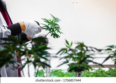 Man Cutting Marijuana Plants To Prepare For Harvest Medical Cannabis Legal Industry