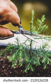 Man Cutting Shoots From A Coniferous Bonsai Tree, Seedling And Care