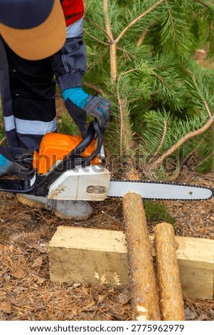 Man cutting tree with chainsaw in forest, outdoor manual work process. Concept: logging work