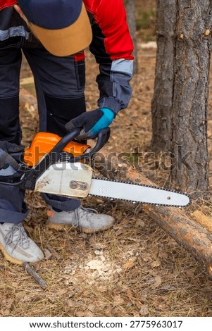 Man cutting tree with chainsaw in forest, outdoor manual work process. Concept: logging work