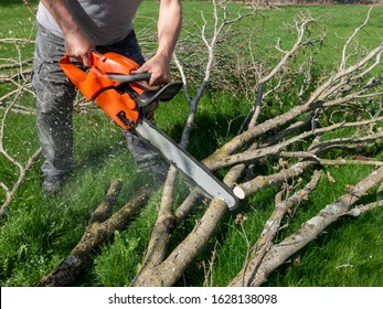 Man Cutting Tree Limbs With Chain Saw