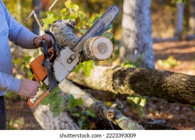 Man is cutting trees with chainsaw while clearing forest for construction of new house - Powered by Shutterstock