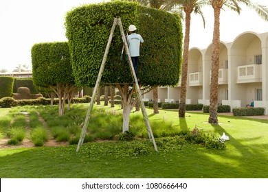 Man is cutting trees in the park professional gardener in a uniform cuts bushes with clippers