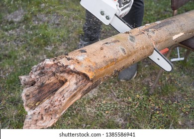 Man Cutting Wood With A Chainsaw In A Garden. Spring Home Improvment Work. Winter Fireplace Preparation.