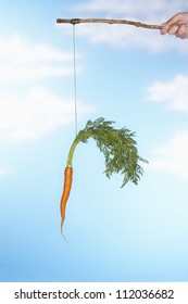 Man Dangling Carrot From Stick