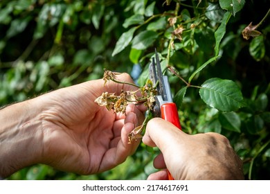 A man deadheading a rose bush in summertime - Shutterstock ID 2174617691