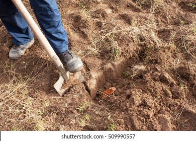 Man Dig A Shovel In The Garden. Agricultural Work. Preparing For The Cultivation Of Vegetables.  Autumn Yard Work.