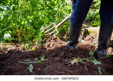 Man is digging spring soil with spading fork. Work in a garden 