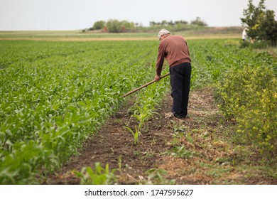 a man digs corn in the fields
