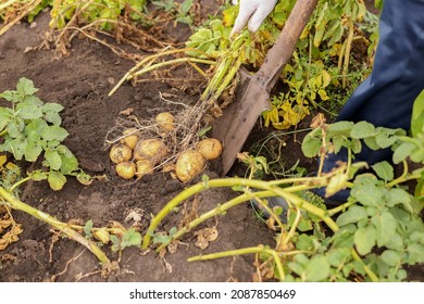 A man digs up a potato with a shovel