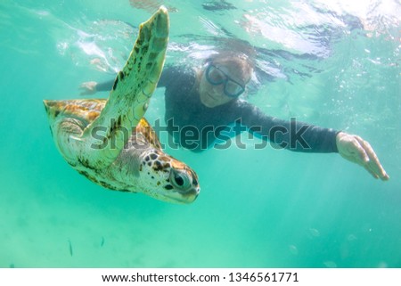 man dives with wild turtles in a clear ocean near the island of Mauritius