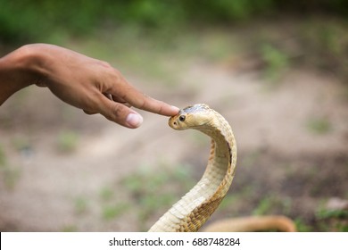 Man Do Hypnosis With White Cobra Snake By Press Figure On Snake 