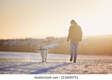 Man with dog during winter morning. Pet owner walking with labrador retriever snowy field at frosty sunrise. 
 - Powered by Shutterstock