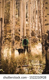 A Man And A Dog Hiking Through Aspen Trees During Autumn. 