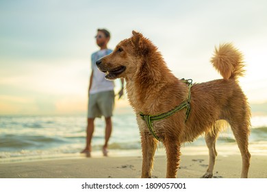 A Man And A Dog On The Beach.