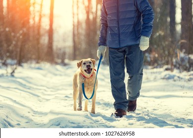 Man With Dog On A Leash Walking On Snowy Pine Forest In Winter