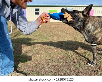 Man And The Dog Play Tug With The Squeaky Toy Outside 