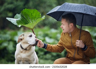 Man With Dog In Rain. Pet Owner Holding Umbrella And  Leaf Of Burdock Above His Sad Labrador Retriever. 
